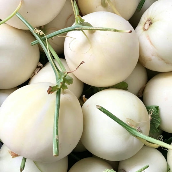 Shengyu No.1 F1 Melon, 200 Seeds