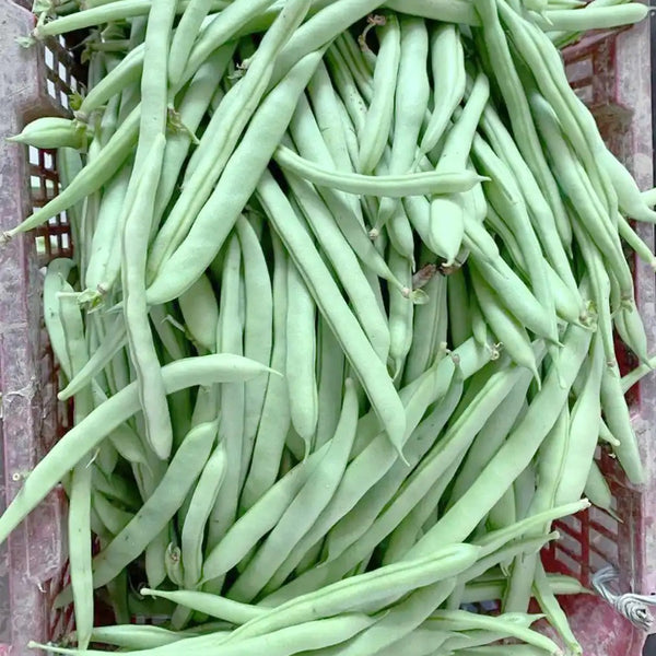'Shuangqing Yudou' Snap Bean Seeds, 25g