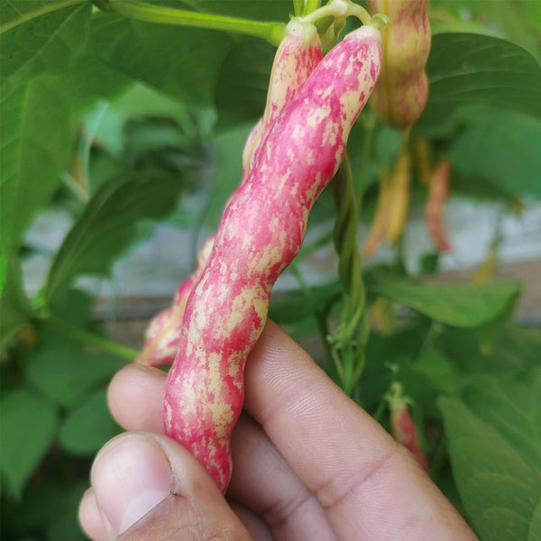 Dayu Red Golden Hook Snap Bean Seeds, 20g