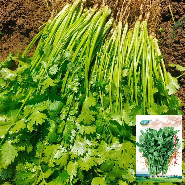 Farmhouse Large-leaf Cilantro Seeds, 50g