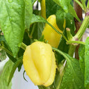 Cream Fruit Sweet Pepper, 50 Seeds