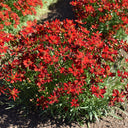 Red Plains Coreopsis Seeds, 1g