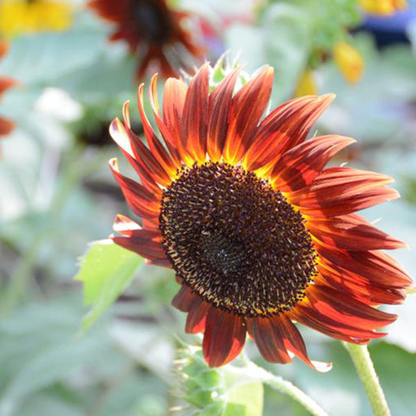 HEL23 Sunflower, 100 Seeds