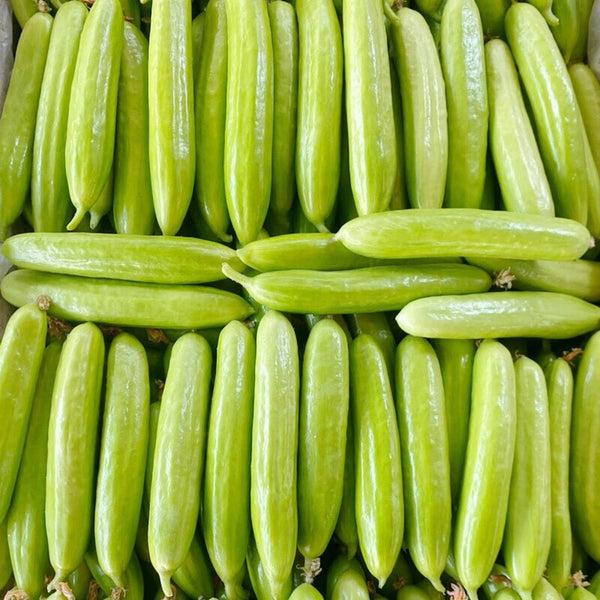Crispy Jade Fruit Cucumber, 5 Seeds