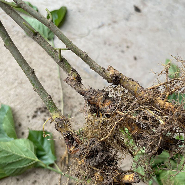 Korean Big White Pearl Mulberry, 2Pcs Saplings