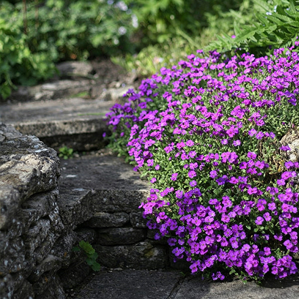 Purple Rock Cress, 100 Seeds