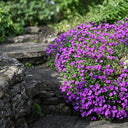 Purple Rock Cress, 100 Seeds