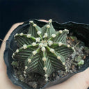 Gymnocalycium stenopleurum, 3-4cm