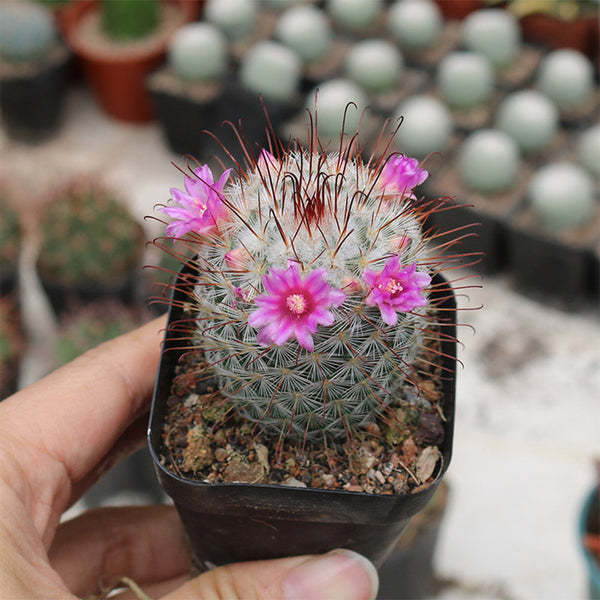 Mammillaria bombycina, 3-4cm