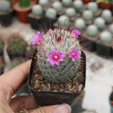 Mammillaria bombycina, 3-4cm