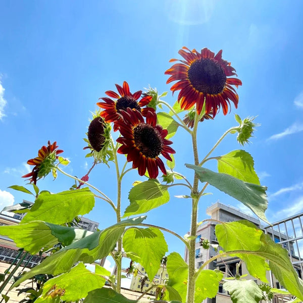HEL09 Red Sunflower, 100 Seeds