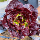 Coffee-colored Butter Lettuce Seeds, 3g