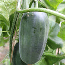 Flying No.8' Sweet Melon Hybrid F1 Seeds, 50 Seeds