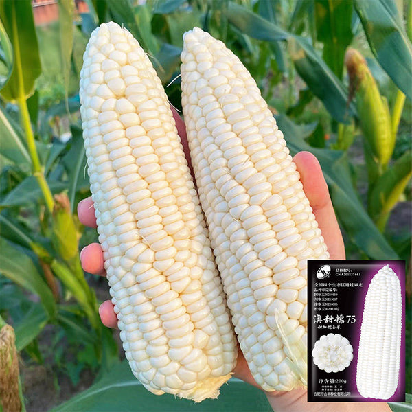 Aotiannuo 75 Sweet Waxy Corn Seeds, 40g