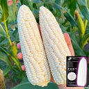 Aotiannuo 75 Sweet Waxy Corn Seeds, 40g
