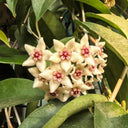 Hoya oblongacutifolia, 5 Cuttings