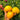 639 Anna Banana Russian Tomato, 5 Seeds