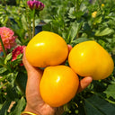 639 Anna Banana Russian Tomato, 5 Seeds