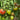 1103 Dark Brown Honey Tomato, 5 Seeds