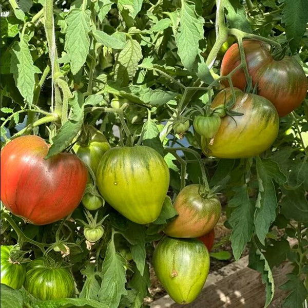 1103 Dark Brown Honey Tomato, 5 Seeds