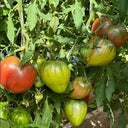 1103 Dark Brown Honey Tomato, 5 Seeds