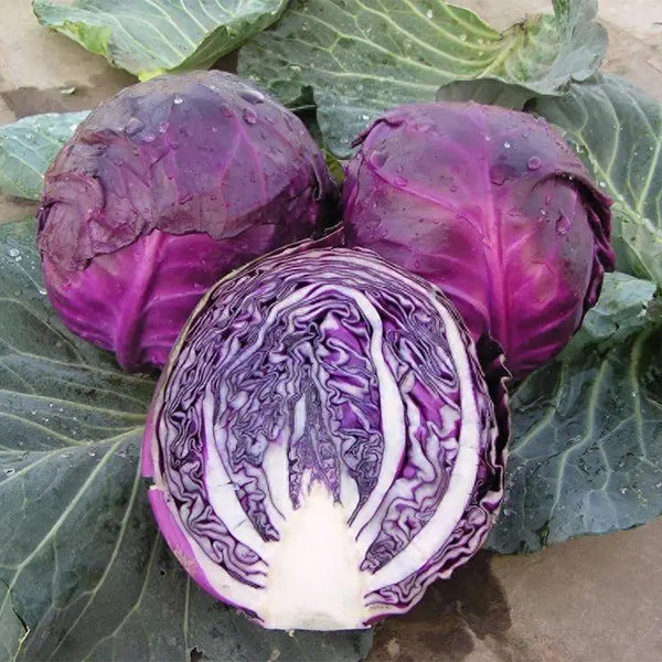 'Purple Crystal' Cabbage, 500 Seeds