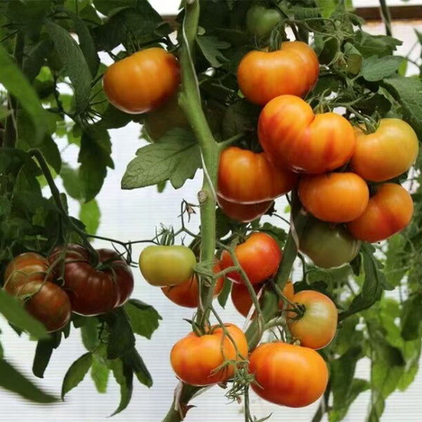 1037 Honey Avenue Tomato, 5 Seeds