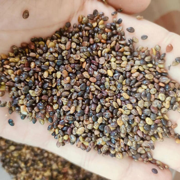 Bush Clover, 200 Seeds