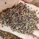 Bush Clover, 200 Seeds