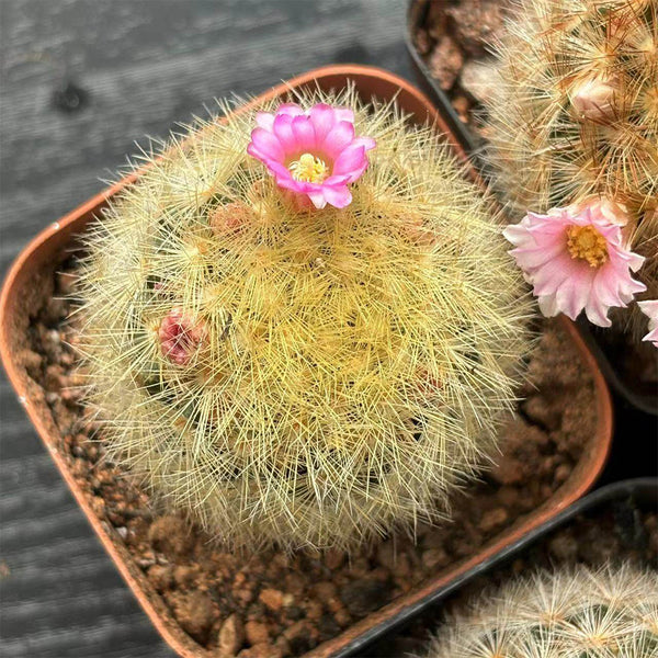 Mammillaria carmenae, 3-4cm