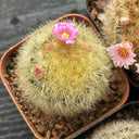 Mammillaria carmenae, 3-4cm