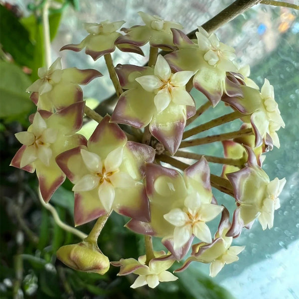 Hoya finlaysonii Narrow Leaf, 4 Cuttings