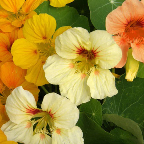 Sunburst' Yellow Nasturtium Seeds, 50 Seeds