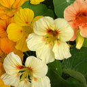 Sunburst' Yellow Nasturtium Seeds, 50 Seeds