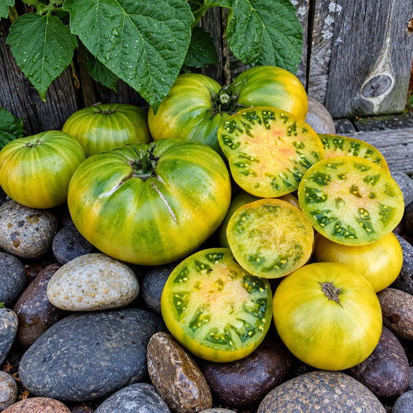 410 Pistachio Giant Tomato, 5 Seeds