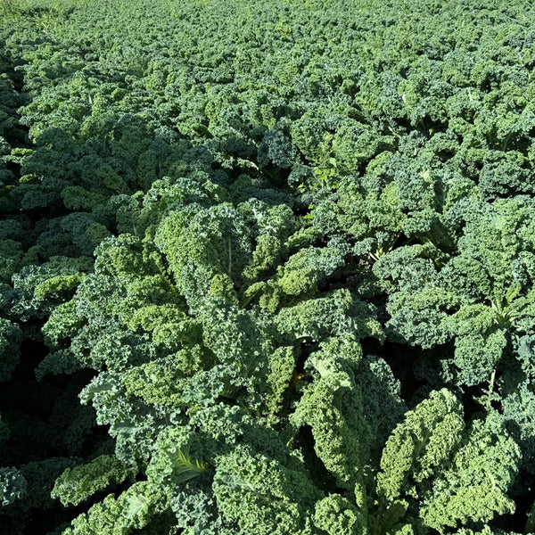 Curly Kale Seeds, 200 Seeds