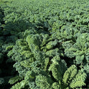 Curly Kale Seeds, 200 Seeds