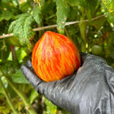 'Dwarf Stone Creek Heart' Tomato Seeds, 5 Seeds