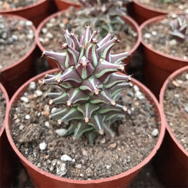 Monadenium schubei 