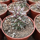 Monadenium schubei "Tanzania Red", 4-5cm