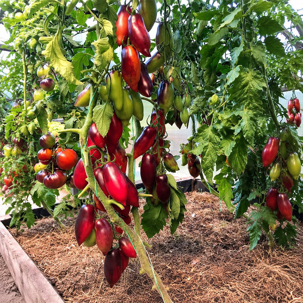170 Cream Gourmet Tomato, 5 Seeds