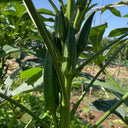 Traditional Okra Seeds, 10g