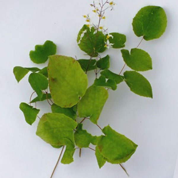 epimedium plant seeds Epimedium Brevicornu Seeds, Pkt of 100