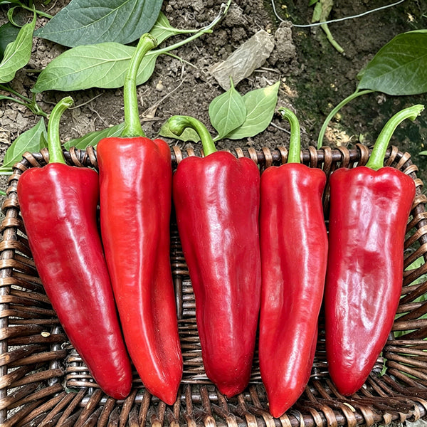 Premium Spicy Red Pickled Pepper Seeds, 0.5g