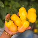 932 Dwarf Windowsill Yellow Tomato, 5 Seeds