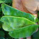 Pig-ear-shaped Hyacinth Bean Seeds, 20g