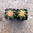 Gymnocalycium mihanovichii 'Yellow Variegata', 3-4cm