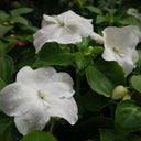 Salsa Mix Impatiens Walleriana, 5 Seeds