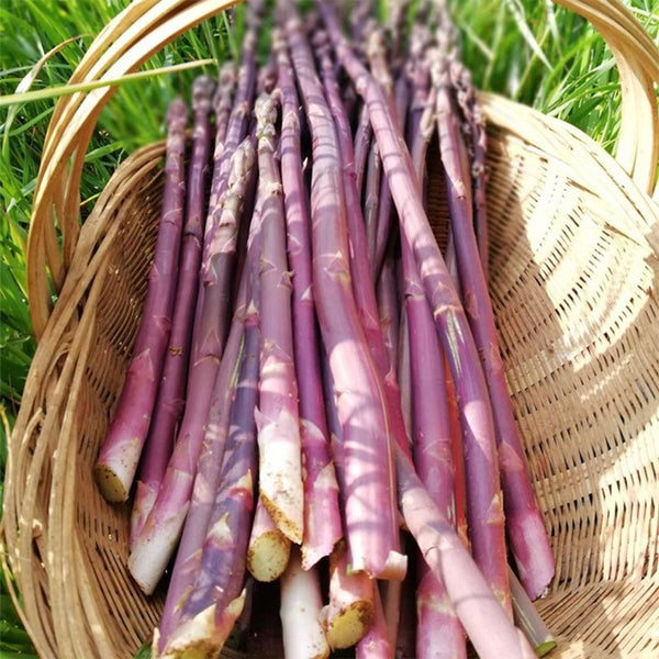 Purple Passion Asparagus Seeds