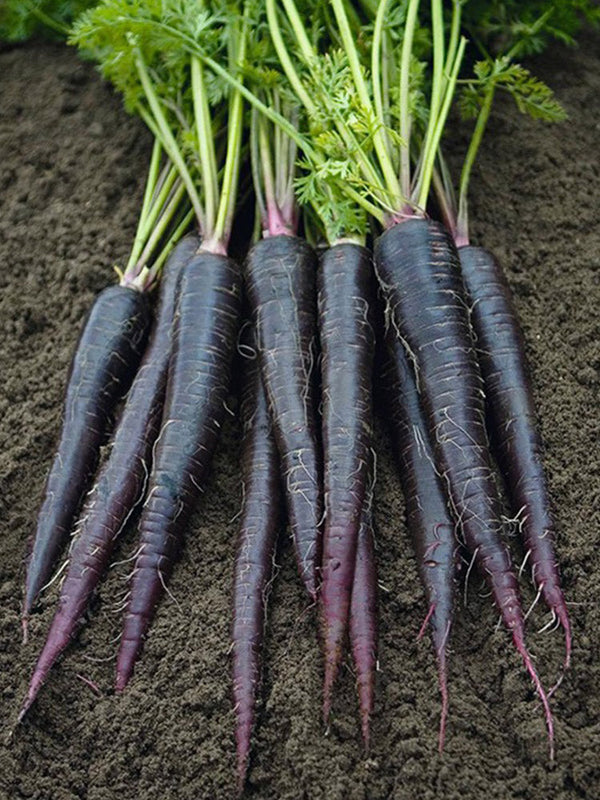 Blackish Purple Carrot Seeds, Pack of 380